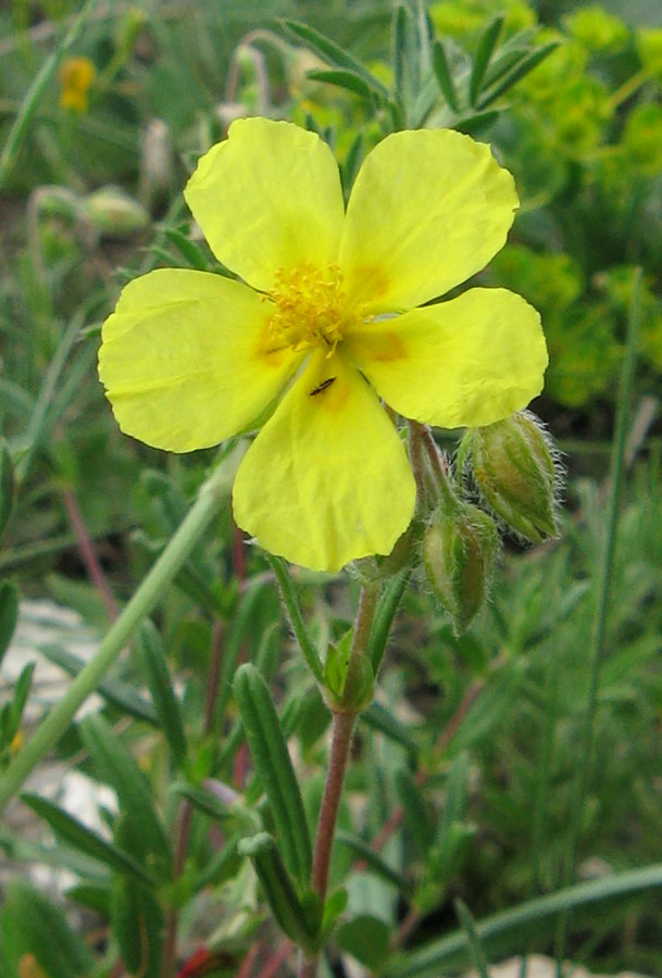 Image of Helianthemum grandiflorum specimen.