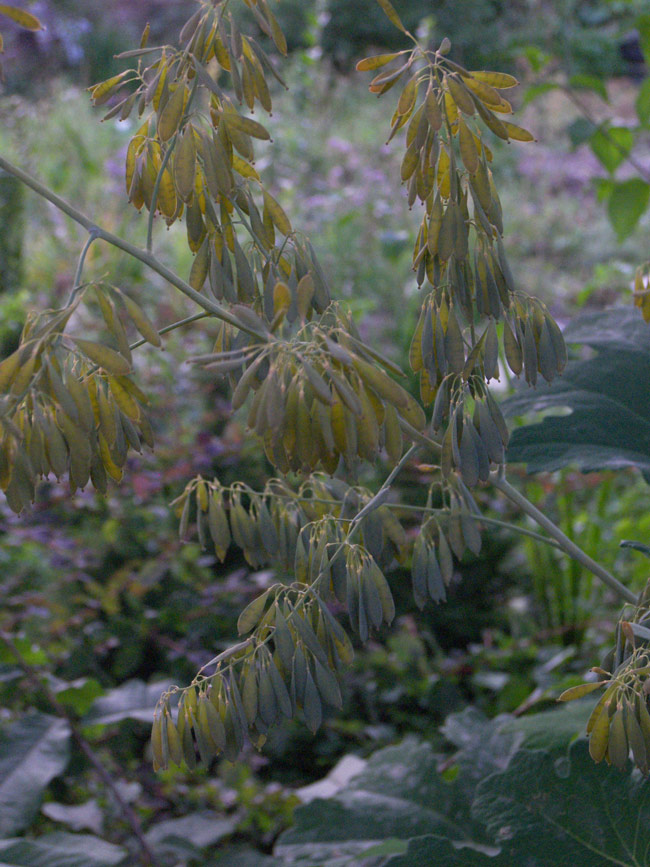 Image of Macleaya cordata specimen.