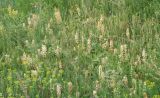 Orobanche alba