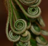 Cycas revoluta