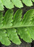 genus Athyrium