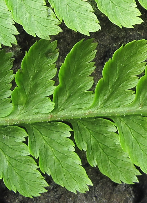 Изображение особи род Athyrium.