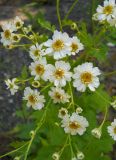 Pyrethrum parthenium. Соцветие. Крым, окрестности Ялты, на границе промышленной зоны и леса. 4 июня 2012 г.