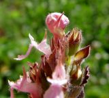 Teucrium chamaedrys subspecies pinnatifidum