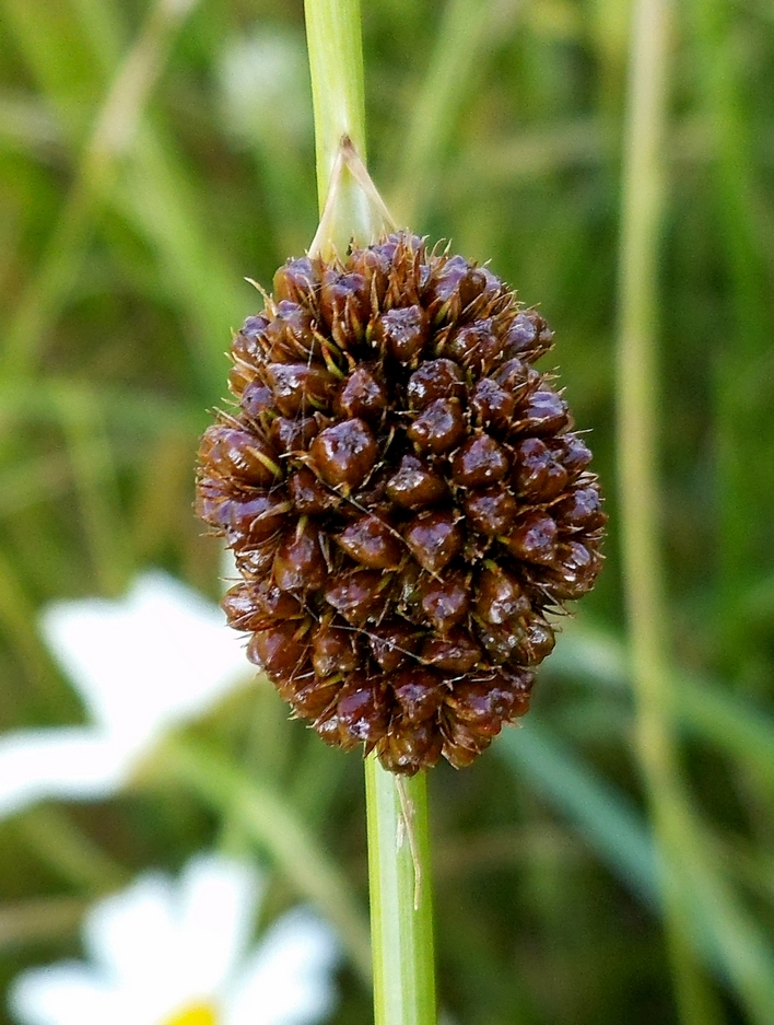 Изображение особи Juncus conglomeratus.