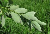 Salix caprea. Верхушка побега; видны листья с обратной стороны. Окр. Архангельска, луг. 10.07.2012.