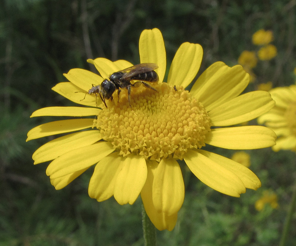 Изображение особи Anthemis tinctoria.