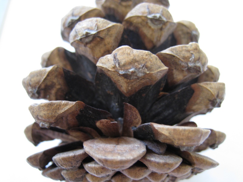 Изображение особи Pinus nigra.