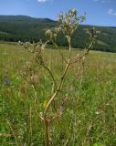 Valeriana rossica