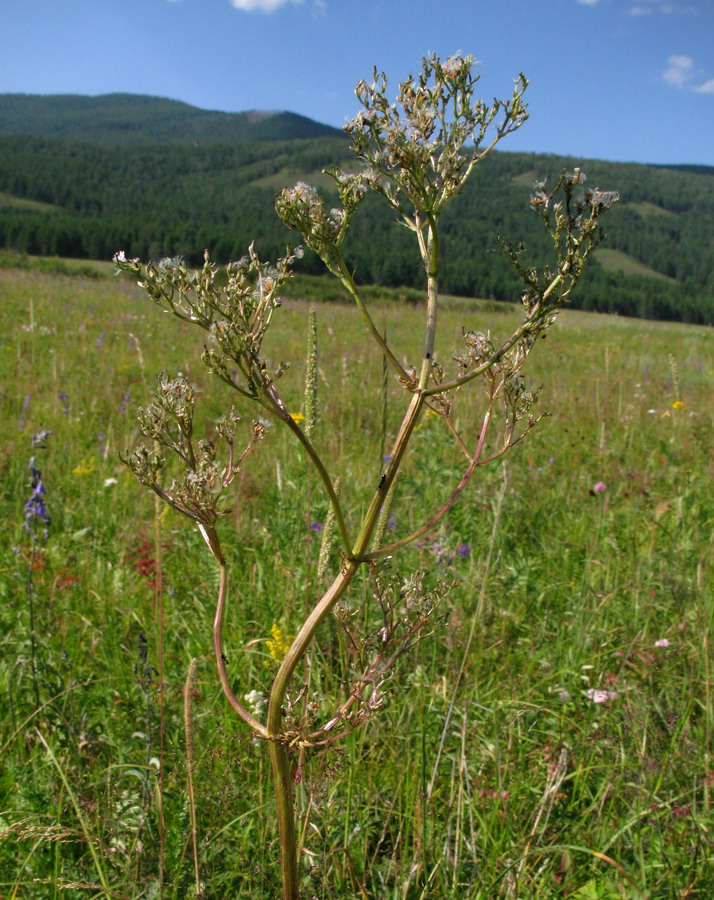 Изображение особи Valeriana rossica.