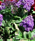 Heliotropium arborescens. Цветущее растение. Германия, Бавария, Средняя Франкония, г. Нюрнберг, Нюрнбергская крепость, клумба. 28.06.2012.