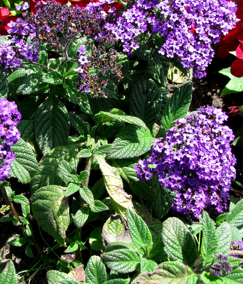 Image of Heliotropium arborescens specimen.