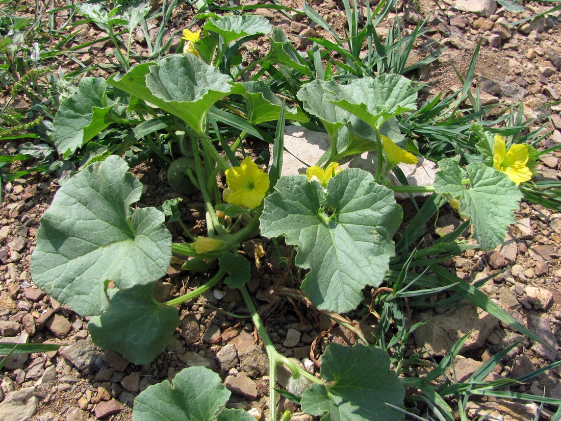 Image of Melo sativus specimen.