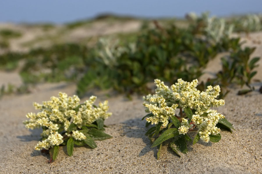 Изображение особи Aconogonon ajanense.