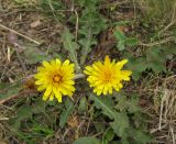 Taraxacum serotinum. Цветущее растение. Крым, окр. с. Перевальное, урочище Аян. 1 сентября 2012 г.