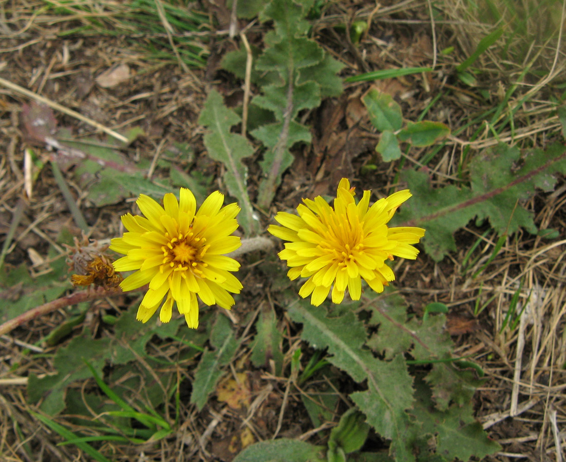 Изображение особи Taraxacum serotinum.