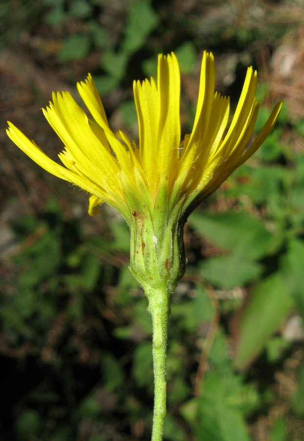 Изображение особи Hieracium scabiosum.