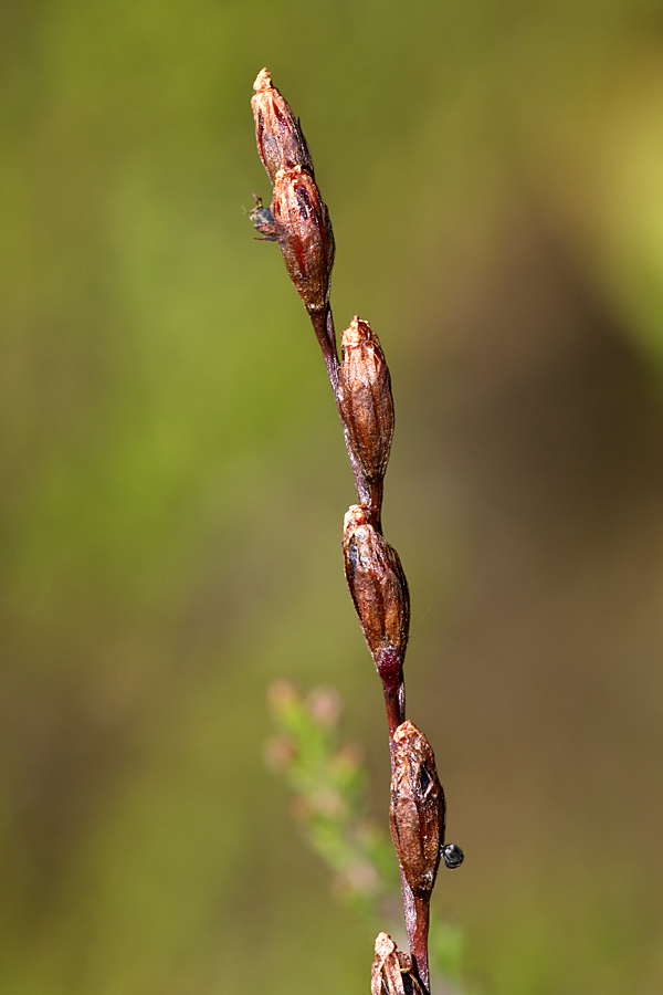 Image of Drosera rotundifolia specimen.