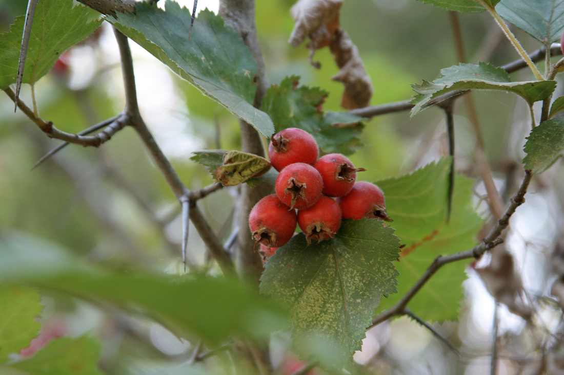 Image of Crataegus submollis specimen.