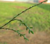 genus Polygonum. Часть веточки с цветками. Израиль, г. Беэр-Шева, сорняк на газоне. 25.10.2012.