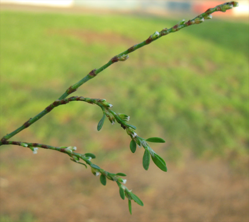 Изображение особи род Polygonum.