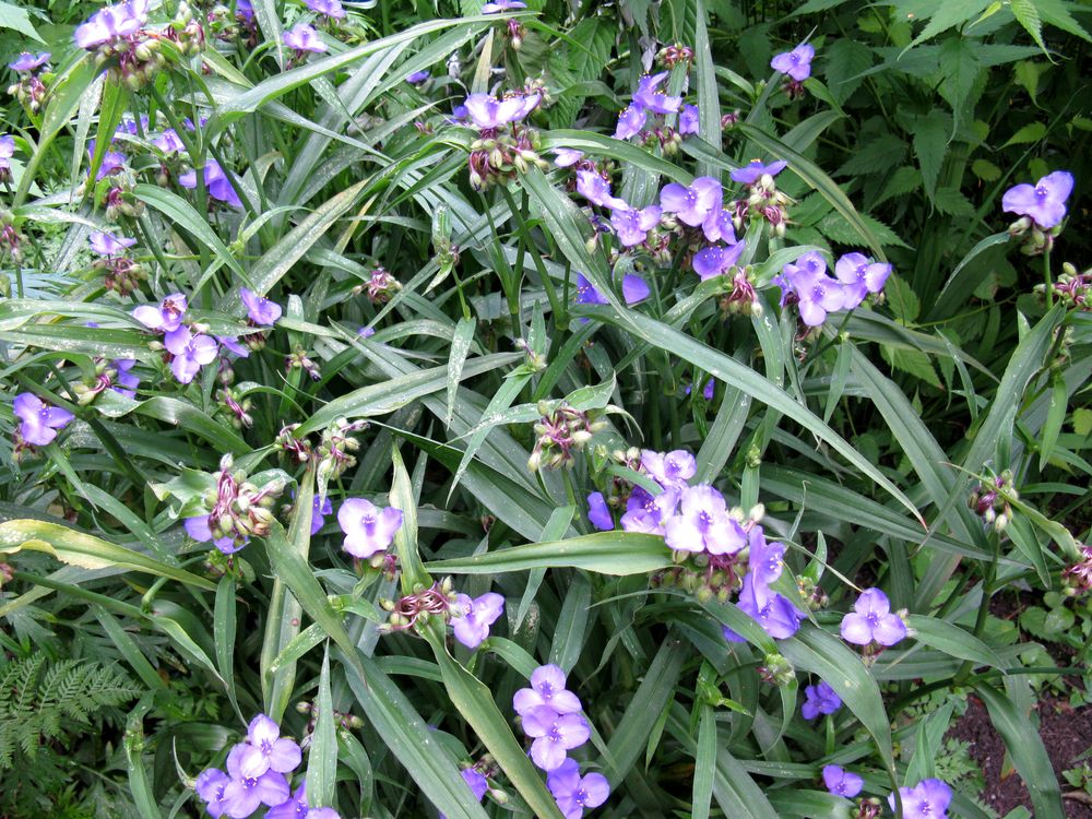 Изображение особи Tradescantia virginiana.