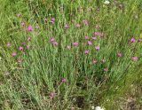 Dianthus deltoides. Куртина гвоздики на сухом участке пойменного луга в Лужском р-не Ленинградской обл., середина июня.