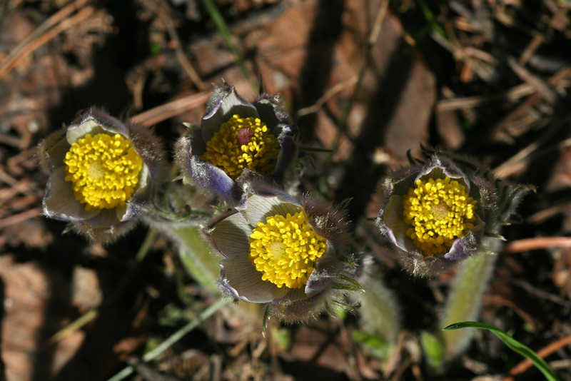 Image of Pulsatilla patens specimen.