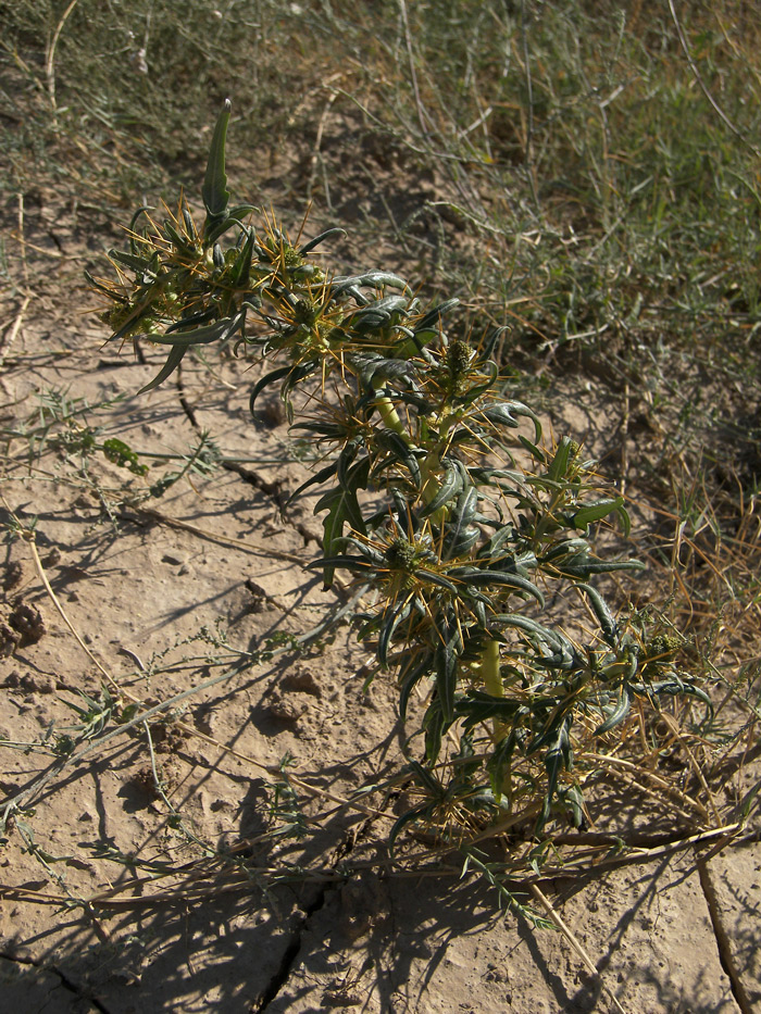 Изображение особи Xanthium spinosum.