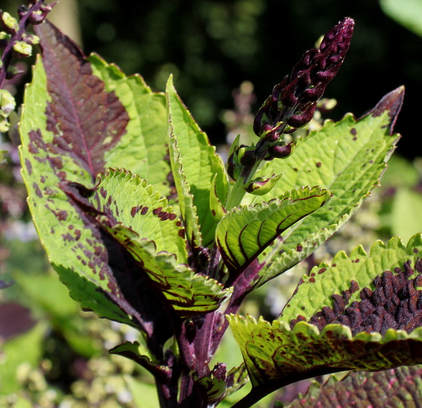Image of genus Coleus specimen.