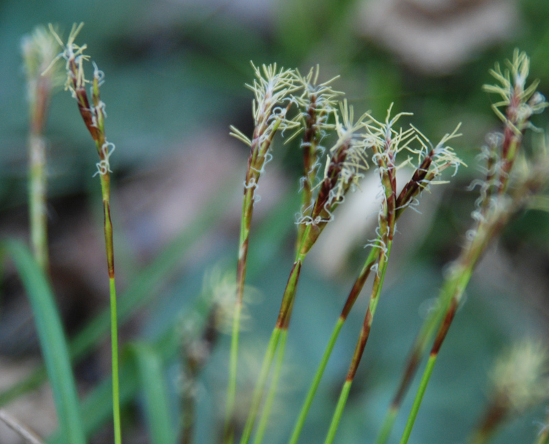 Изображение особи Carex digitata.