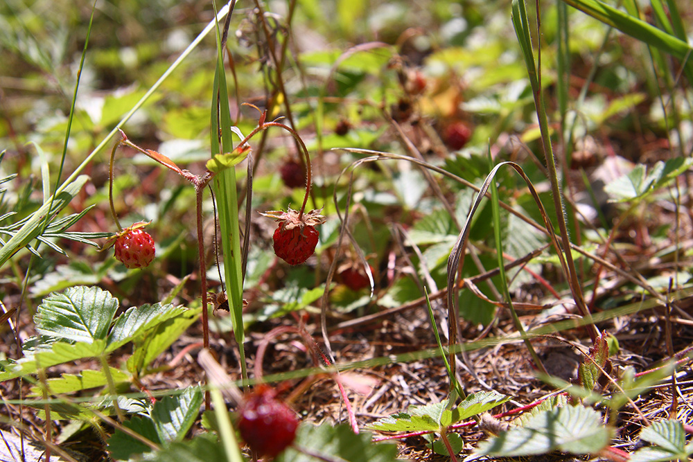 Image of Fragaria orientalis specimen.