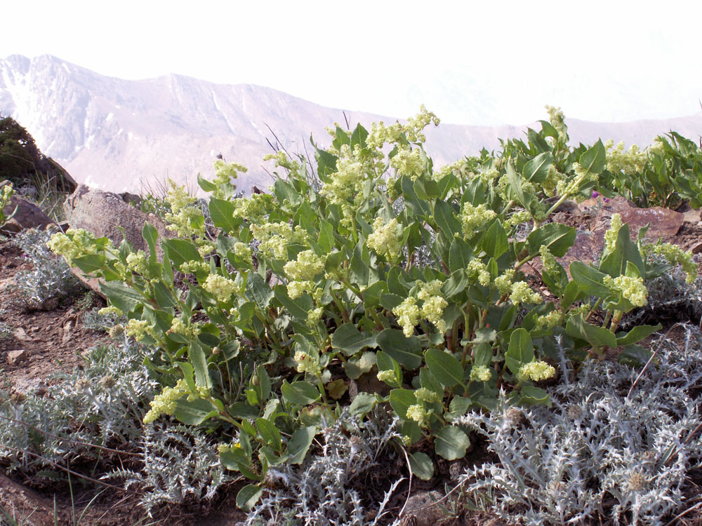 Image of Aconogonon hissaricum specimen.