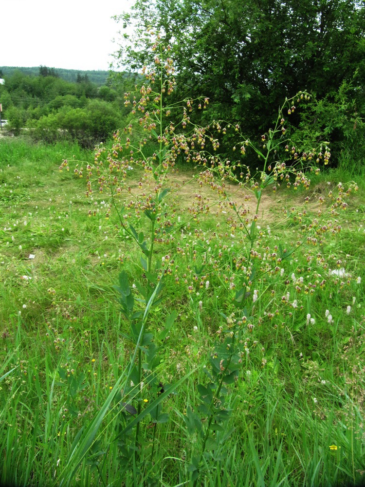 Изображение особи Thalictrum simplex.