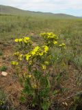 Potentilla tanacetifolia. Цветущее растение в степи. Иркутская обл., оз. Байкал, о. Ольхон, окр. урочища Хадай. 25.07.2012.