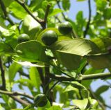 Citrus sinensis