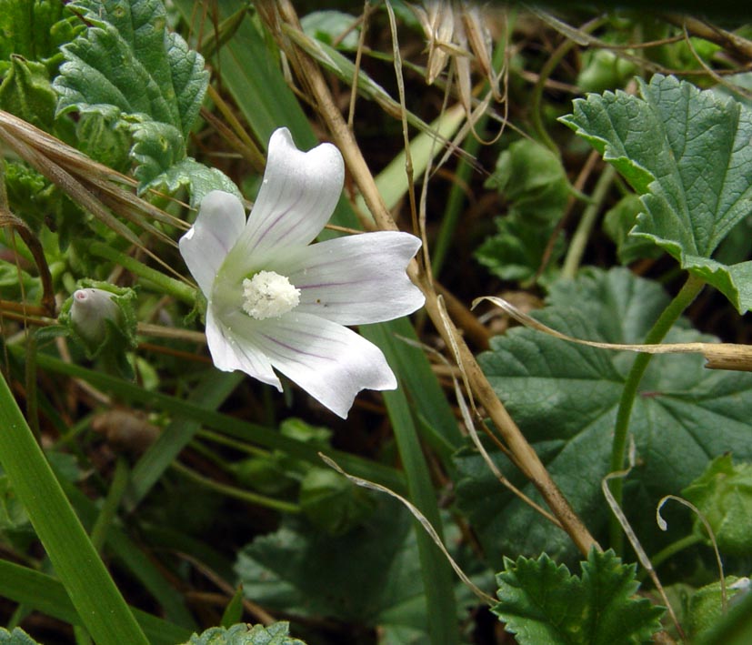 Изображение особи Malva neglecta.