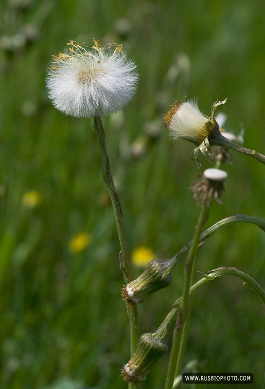 Image of Tussilago farfara specimen.