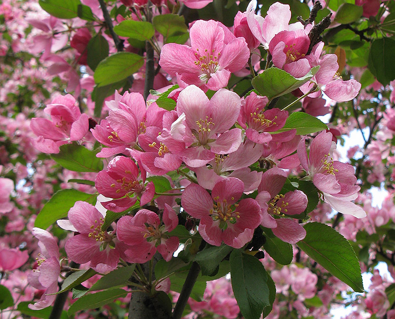 Image of Malus × purpurea specimen.