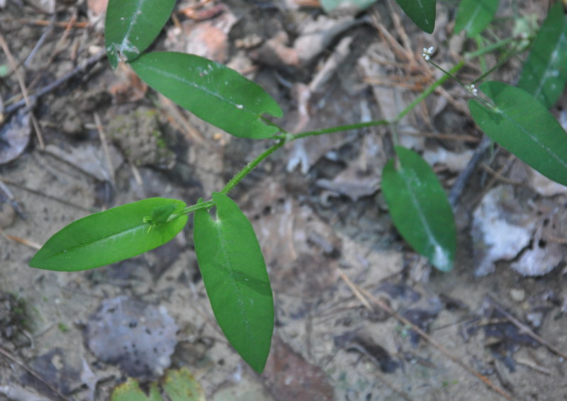 Image of Truellum sieboldii specimen.