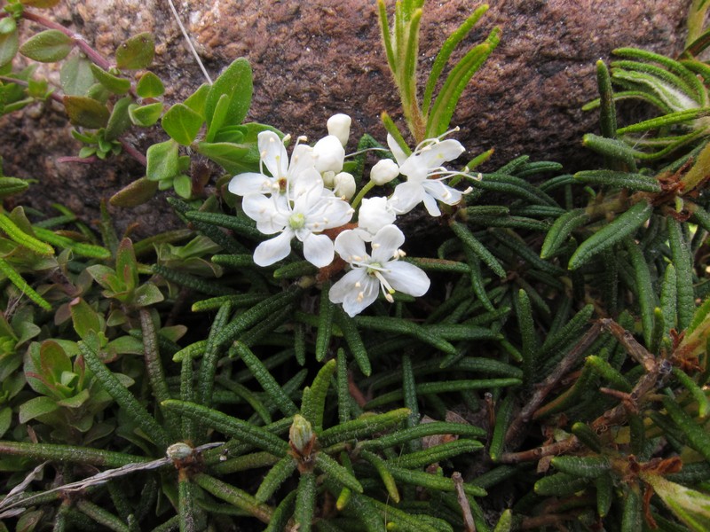 Image of Ledum decumbens specimen.