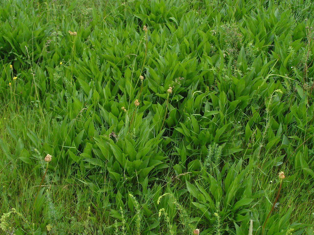 Image of Scorzonera humilis specimen.