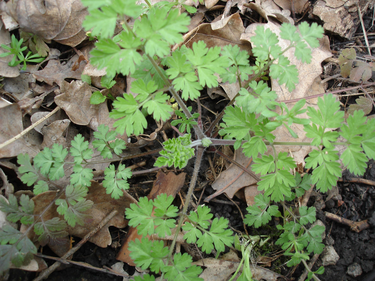 Image of Chaerophyllum temulum specimen.