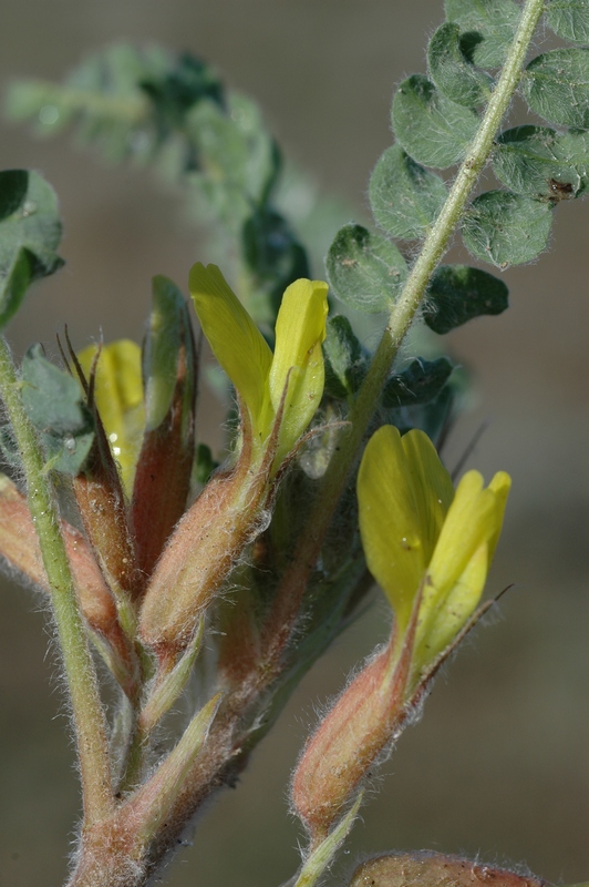 Изображение особи Astragalus larvatus.