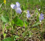 Viola rupestris. Цветущее растение. Татарстан, г. Бавлы, поле. 09.05.2013.