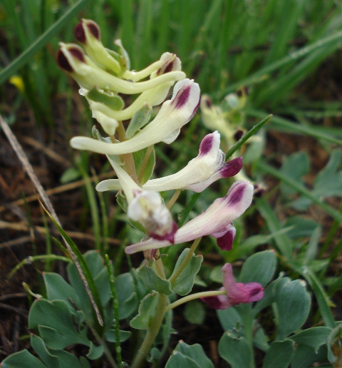 Изображение особи Corydalis erdelii.