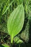 Plantago urvillei. Лист. Крым, окр. с. Перевальное, ур. Аян, луг. 17 мая 2013 г.