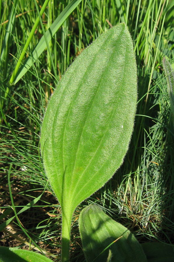 Изображение особи Plantago urvillei.