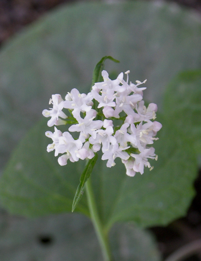 Изображение особи Valeriana tiliifolia.