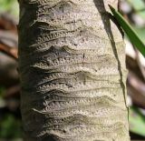 genus Yucca